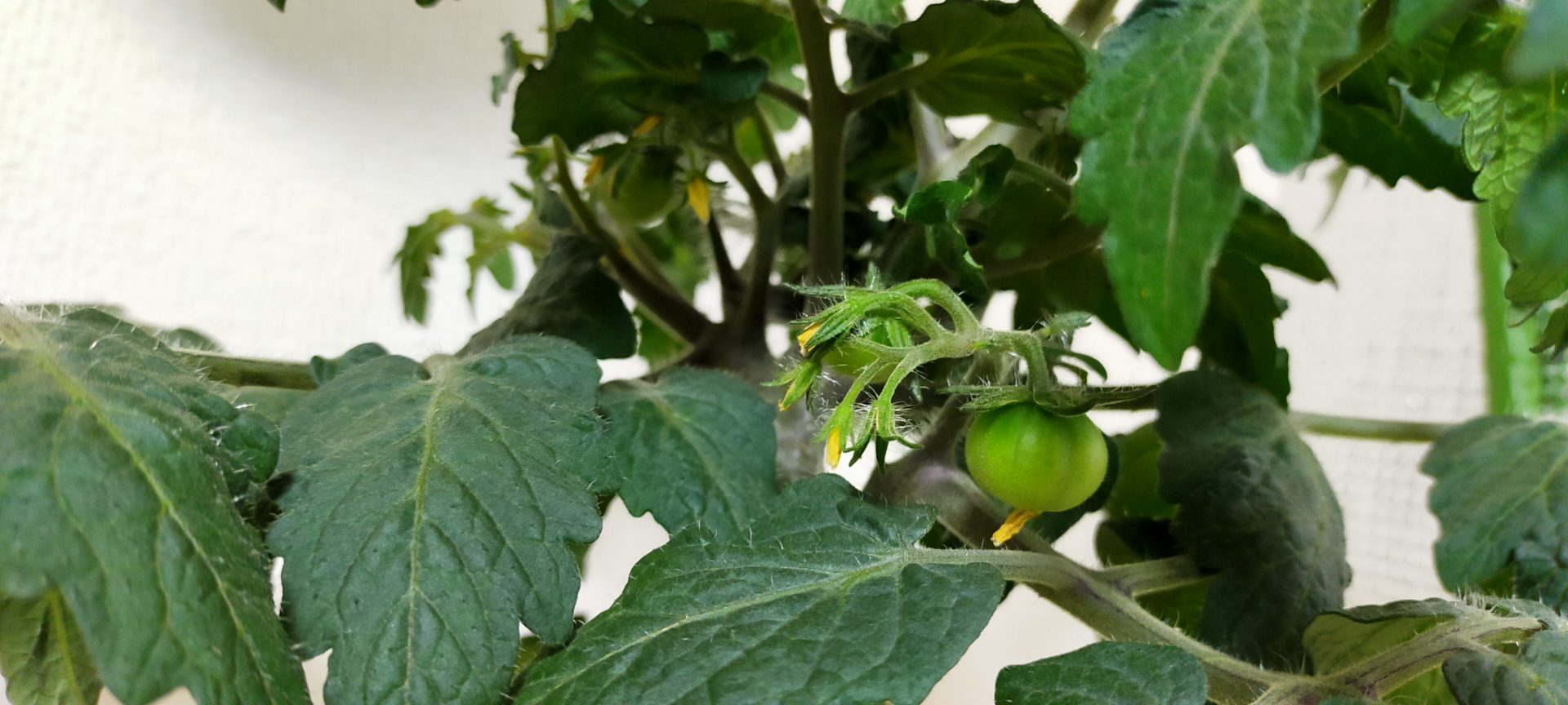 ミニトマトの水耕栽培 4 成長状況 その２ もりんさんblog